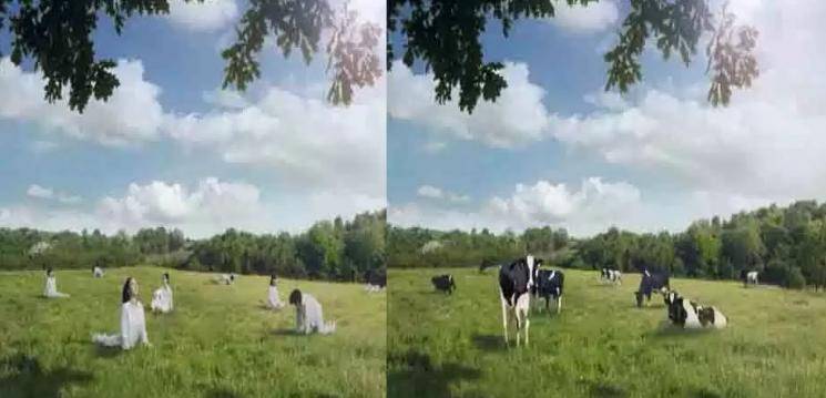 seoul milk cow women 