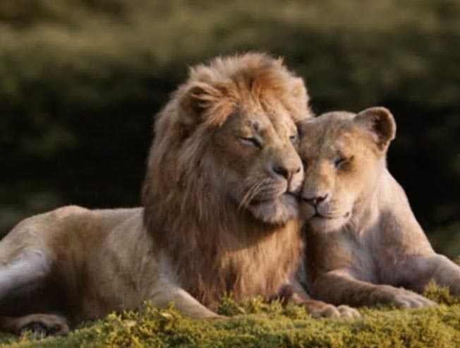 The Lion King The Lion King Tamil Movie News Reviews Music Photos Videos Galatta