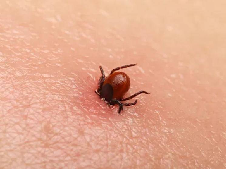 Deadly new Tick borne virus kills more than 7 & infects over 70 people in China!