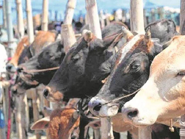 Karnataka government brings in strict Beef ban!